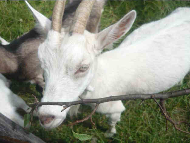 Tęcza