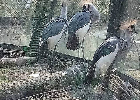 Tęcza