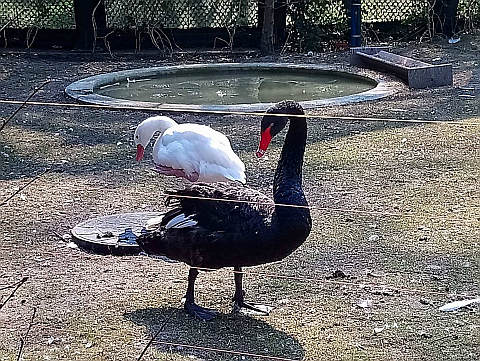 Tęcza